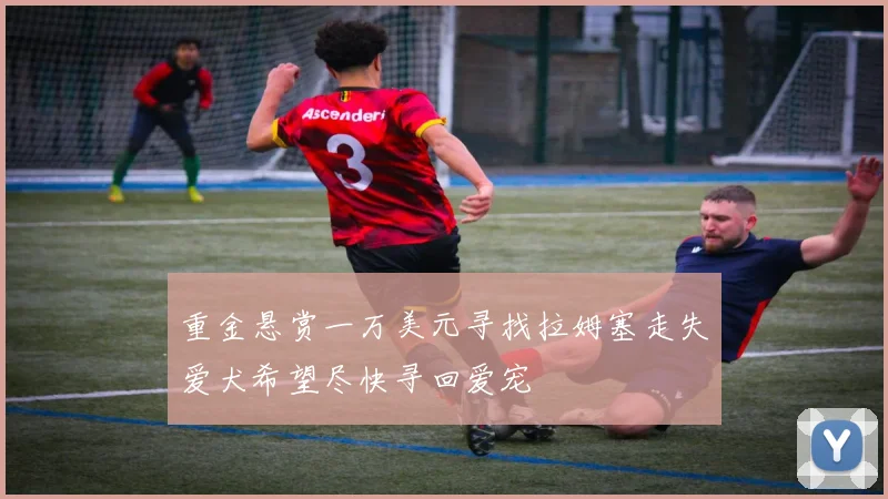 重金悬赏一万美元寻找拉姆塞走失爱犬希望尽快寻回爱宠